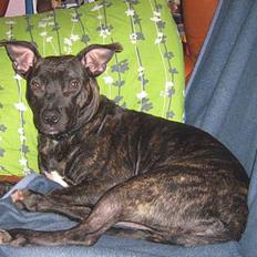 Amerikansk staffordshire terrier Luna