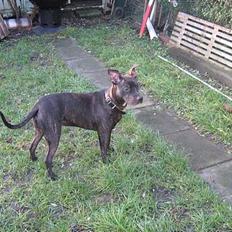 Amerikansk staffordshire terrier Luna