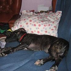 Amerikansk staffordshire terrier Luna