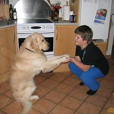 Golden retriever SOFUS