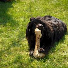 Newfoundlænder Jasmin