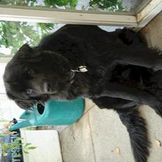 Newfoundlænder Jasmin