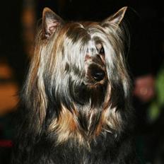 Australian silky terrier Silkylyst's Lorenzo