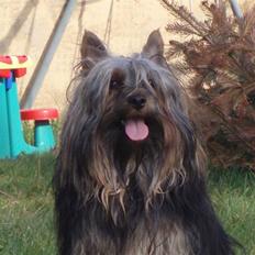 Australian silky terrier Silkylyst's Lorenzo