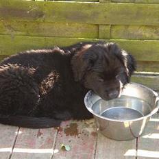 Newfoundlænder Jasmin