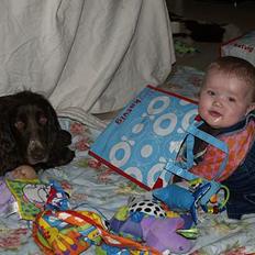 Field spaniel Mollie