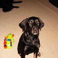 Blanding af racer janus