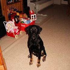 Blanding af racer janus