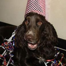 Field spaniel Mollie