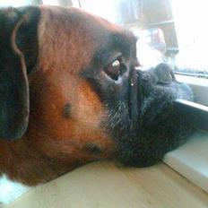 Boxer Balder  † død d. 30-09-08