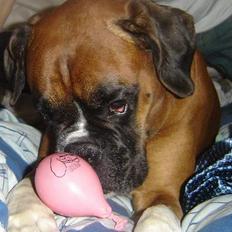 Boxer Balder  † død d. 30-09-08