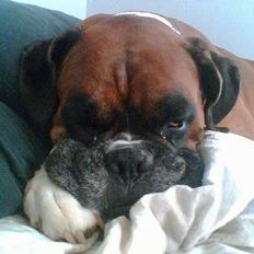 Boxer Balder  † død d. 30-09-08