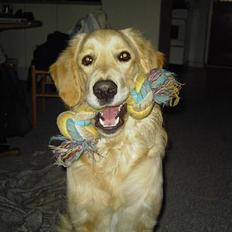 Golden retriever Tantor
