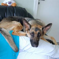 Schæferhund Chika<33