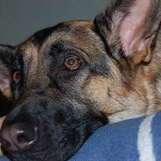 Schæferhund Chika<33