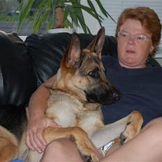 Schæferhund Chika<33