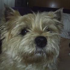 Cairn terrier Valde