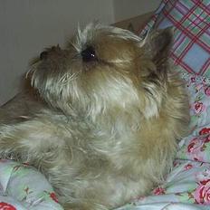 Cairn terrier Valde