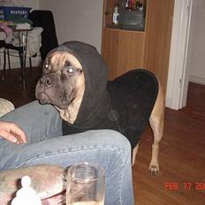 Bullmastiff Nielson Junior (død) 