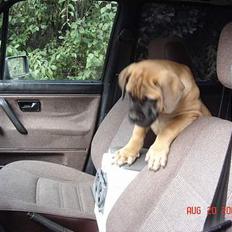 Bullmastiff Nielson Junior (død) 