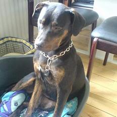 Blanding af racer zacha