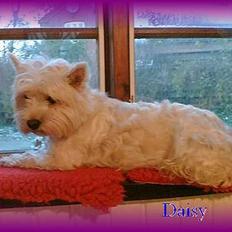 West highland white terrier Daisy