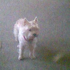 West highland white terrier Daisy