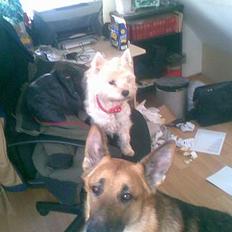 West highland white terrier Daisy