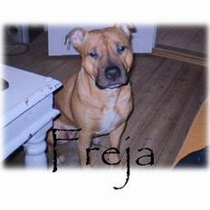 Amerikansk staffordshire terrier Freja