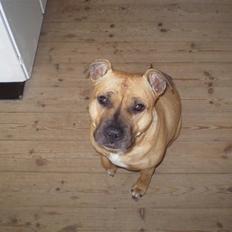 Amerikansk staffordshire terrier Freja