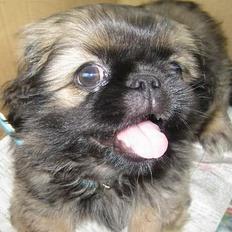 Pekingeser Gizmo