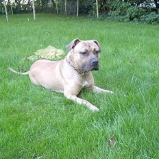 Amerikansk staffordshire terrier Tyson