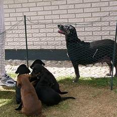 Blanding af racer Chevy