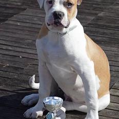 Amerikansk bulldog Victor