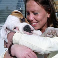 Amerikansk bulldog Victor