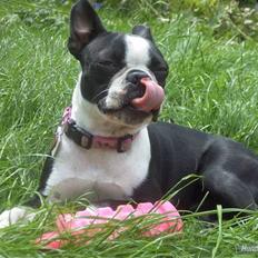 Boston terrier Asta