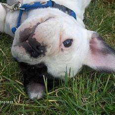 Fransk bulldog Raz