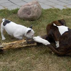 Fransk bulldog Raz