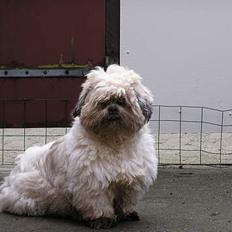 Lhasa apso Walder
