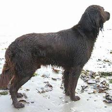 Langhåret hønsehund DKCH Viggo Fané Swadde