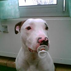 Blanding af racer Tøsen