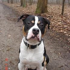 Amerikansk staffordshire terrier diego