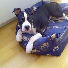 Amerikansk staffordshire terrier diego