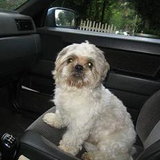 Shih tzu Kenzo