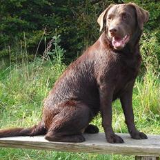 Labrador retriever Luka tidl. hund