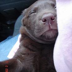 Labrador retriever Luka tidl. hund