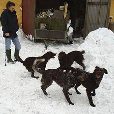 Langhåret hønsehund DKCH Viggo Fané Swadde