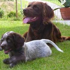 Langhåret hønsehund DKCH Viggo Fané Swadde