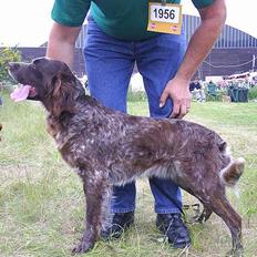 Langhåret hønsehund Bonnie