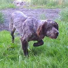 Langhåret hønsehund Bonnie